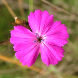 Photographie n°262536 du taxon Dianthus carthusianorum subsp. carthusianorum