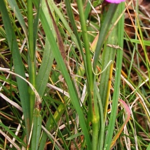 Photographie n°262538 du taxon Dianthus carthusianorum subsp. carthusianorum