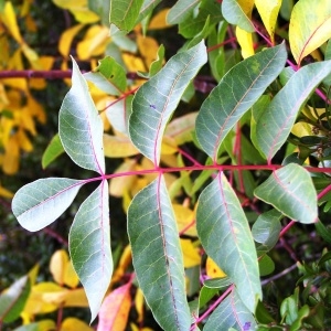 Pistacia terebinthus L. subsp. terebinthus (Pistachier térébinthe)