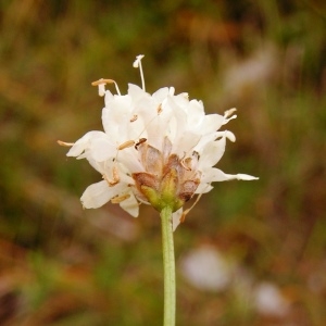 Photographie n°262563 du taxon Cephalaria leucantha (L.) Schrad. ex Roem. & Schult. [1818]