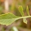  Alain Bigou - Cephalaria leucantha (L.) Schrad. ex Roem. & Schult. [1818]