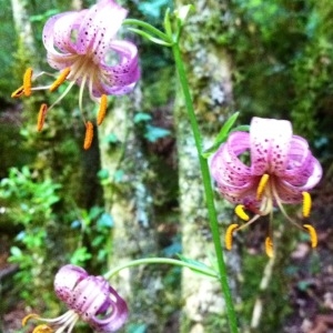 Photographie n°262565 du taxon Lilium martagon L.