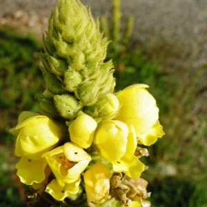 Photographie n°262585 du taxon Verbascum thapsus subsp. thapsus