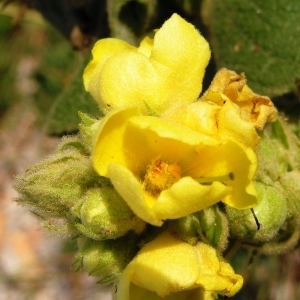 Photographie n°262586 du taxon Verbascum thapsus subsp. thapsus