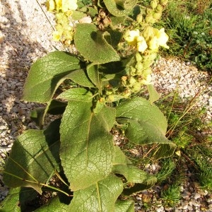 Photographie n°262587 du taxon Verbascum thapsus subsp. thapsus