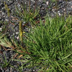 Photographie n°262605 du taxon Plantago holosteum Scop.