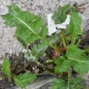 Photographie n°262624 du taxon Sisymbrium officinale (L.) Scop. [1772]