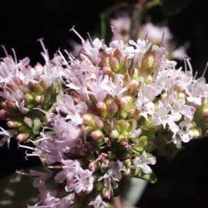 Photographie n°262646 du taxon Origanum vulgare L.