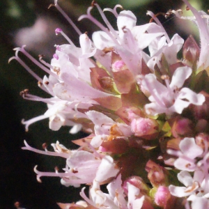 Photographie n°262648 du taxon Origanum vulgare L.