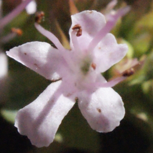 Photographie n°262649 du taxon Origanum vulgare L.