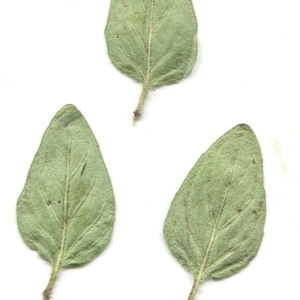 Photographie n°262652 du taxon Origanum vulgare L.