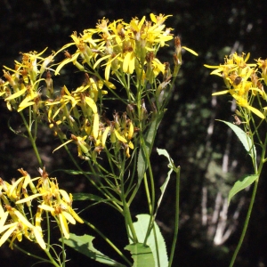 Photographie n°262660 du taxon Senecio ovatus (P.Gaertn., B.Mey. & Scherb.) Willd. [1803]