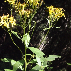 Photographie n°262661 du taxon Senecio ovatus (P.Gaertn., B.Mey. & Scherb.) Willd. [1803]