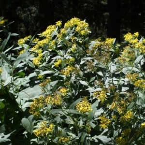 Photographie n°262662 du taxon Senecio ovatus (P.Gaertn., B.Mey. & Scherb.) Willd. [1803]