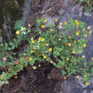 Photographie n°262689 du taxon Trifolium aureum Pollich [1777]