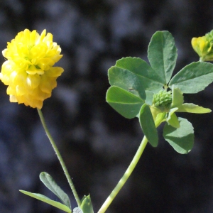 Photographie n°262691 du taxon Trifolium aureum Pollich [1777]