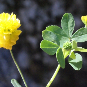 Photographie n°262693 du taxon Trifolium aureum Pollich [1777]