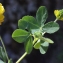  Liliane Roubaudi - Trifolium aureum Pollich [1777]