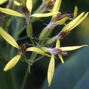 Photographie n°262704 du taxon Senecio ovatus (P.Gaertn., B.Mey. & Scherb.) Willd. [1803]