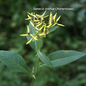 Photographie n°262707 du taxon Senecio ovatus (P.Gaertn., B.Mey. & Scherb.) Willd. [1803]