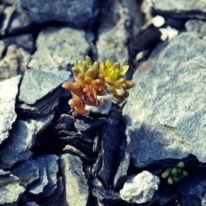 Photographie n°262724 du taxon Sedum alpestre Vill. [1779]