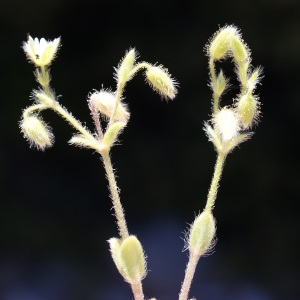 Photographie n°262726 du taxon Cerastium comatum Desv. [1816]