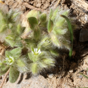 Photographie n°262736 du taxon Cerastium comatum Desv. [1816]