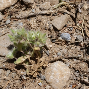 Cerastium illyricum subsp. pilosum Rouy & Foucaud (Céraiste chevelu)