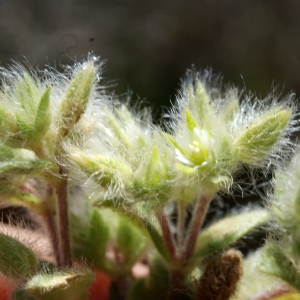 Photographie n°262738 du taxon Cerastium comatum Desv. [1816]