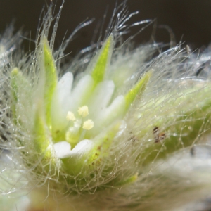 Photographie n°262740 du taxon Cerastium comatum Desv. [1816]