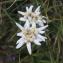  Mathilde DUVERGER - Leontopodium nivale subsp. alpinum (Cass.) Greuter [2003]