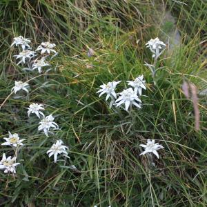 Photographie n°262855 du taxon Leontopodium nivale subsp. alpinum (Cass.) Greuter [2003]