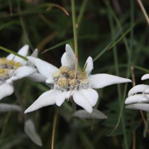 Photographie n°262856 du taxon Leontopodium nivale subsp. alpinum (Cass.) Greuter [2003]