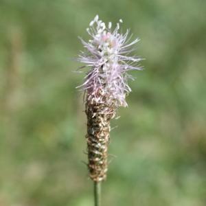 Photographie n°262870 du taxon Plantago media L. [1753]