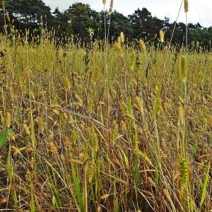 Photographie n°262894 du taxon Setaria pumila (Poir.) Roem. & Schult. [1817]