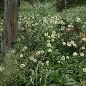 Photographie n°262908 du taxon Allium L.