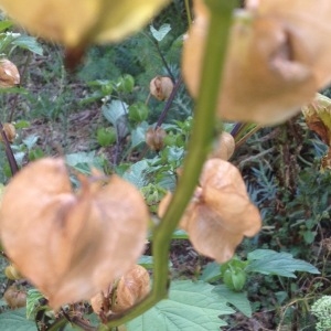 Photographie n°262949 du taxon Nicandra physalodes (L.) Gaertn. [1791]