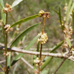 Photographie n°262952 du taxon Phillyrea angustifolia L. [1753]