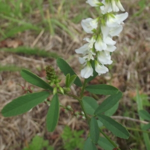 Photographie n°262962 du taxon Trigonella alba (Medik.) Coulot & Rabaute [2013]