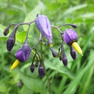 Photographie n°263067 du taxon Solanum dulcamara L.