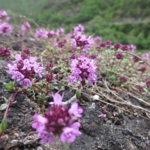 Thymus sp.