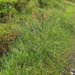 Photographie n°263096 du taxon Cyperus longus L. [1753]