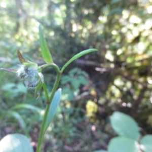 Photographie n°263101 du taxon Lilium martagon L. [1753]