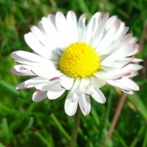 Photographie n°263152 du taxon Bellis perennis L. [1753]