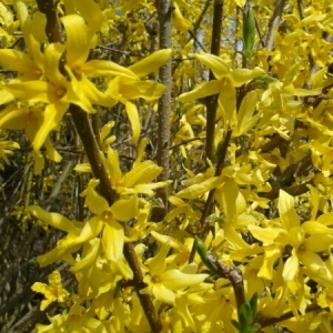 Photographie n°263153 du taxon Forsythia x intermedia Zabel [1885]