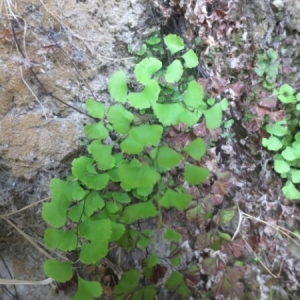 Photographie n°263161 du taxon Adiantum capillus-veneris L. [1753]