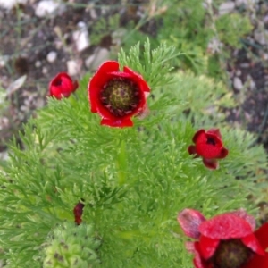 Photographie n°263164 du taxon Adonis annua L.