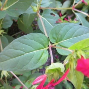 Photographie n°263166 du taxon Mirabilis jalapa L. [1753]