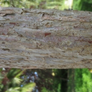 Photographie n°263171 du taxon Lagerstroemia indica L.