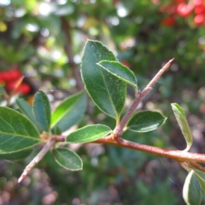 Photographie n°263189 du taxon Pyracantha M.Roem. [1847]